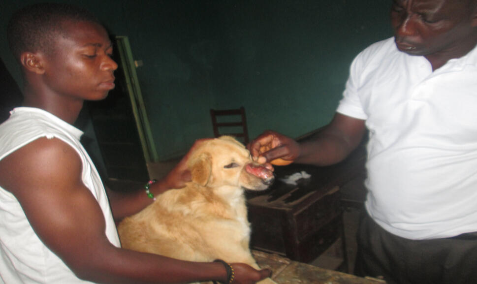 Providing treatment for a community dog.